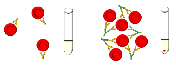 Agglutination 1