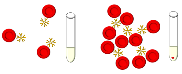 Agglutination 2