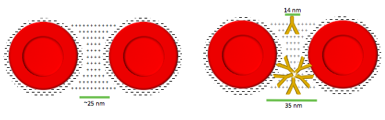 Agglutination 3